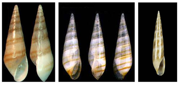 Паразитическая форма брюхоногих моллюсков